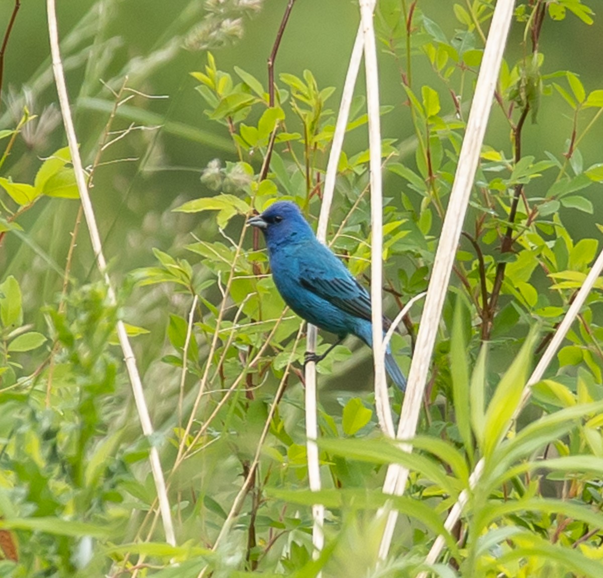 Indigo Bunting - ML620227050