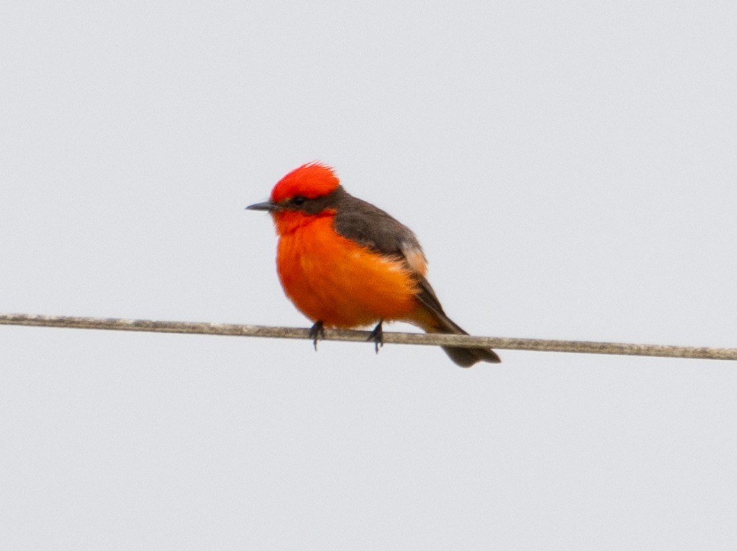 Vermilion Flycatcher - ML620227051