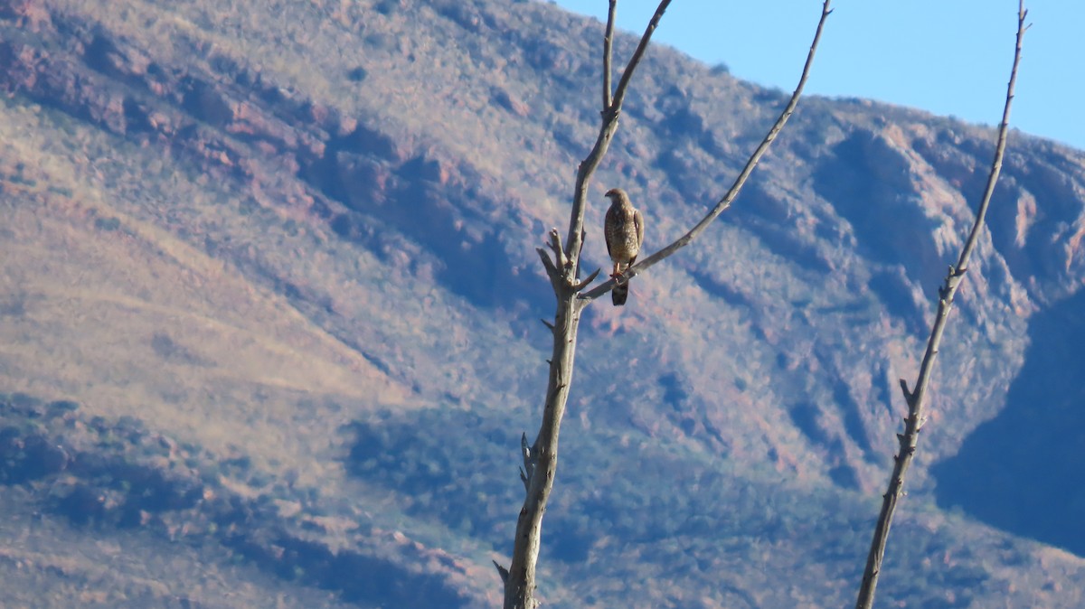 Pale Chanting-Goshawk - ML620227057