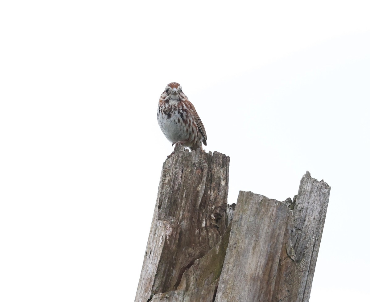 Song Sparrow - ML620227060