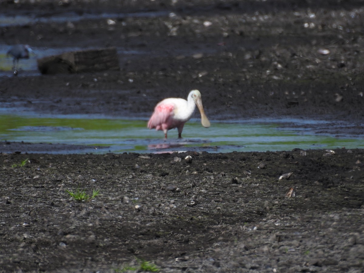 Roseate Spoonbill - ML620227062