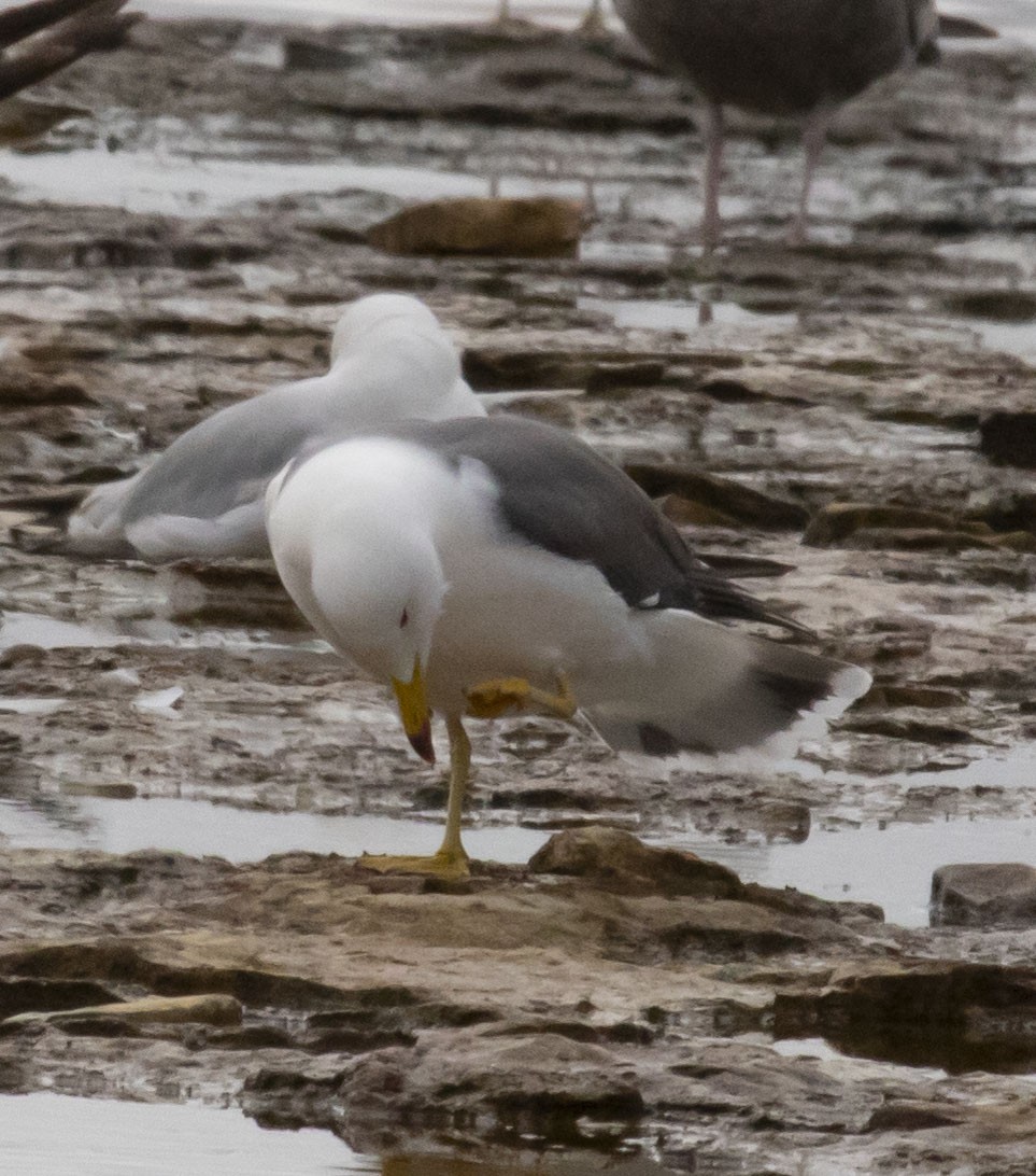 Black-tailed Gull - ML620227065