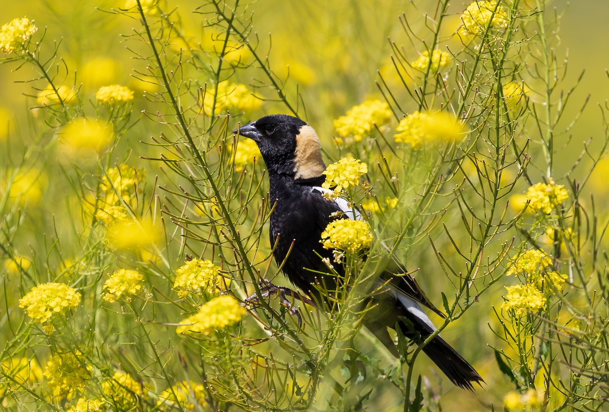 Bobolink - ML620227071