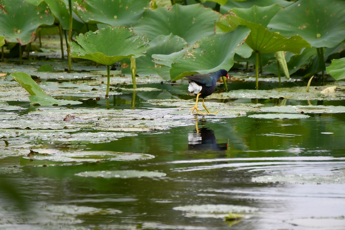 Purple Gallinule - Carmen Ricer