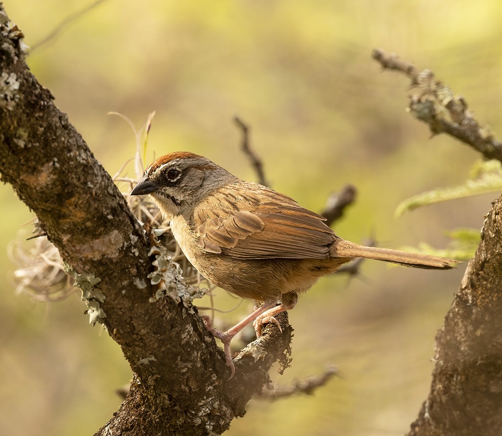 Oaxaca Sparrow - ML620227087