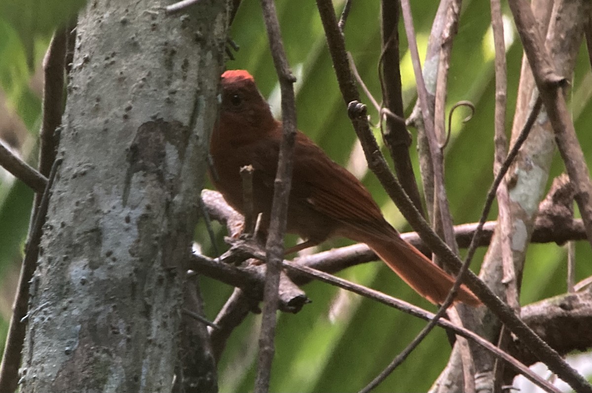 Habia à couronne rouge - ML620227091