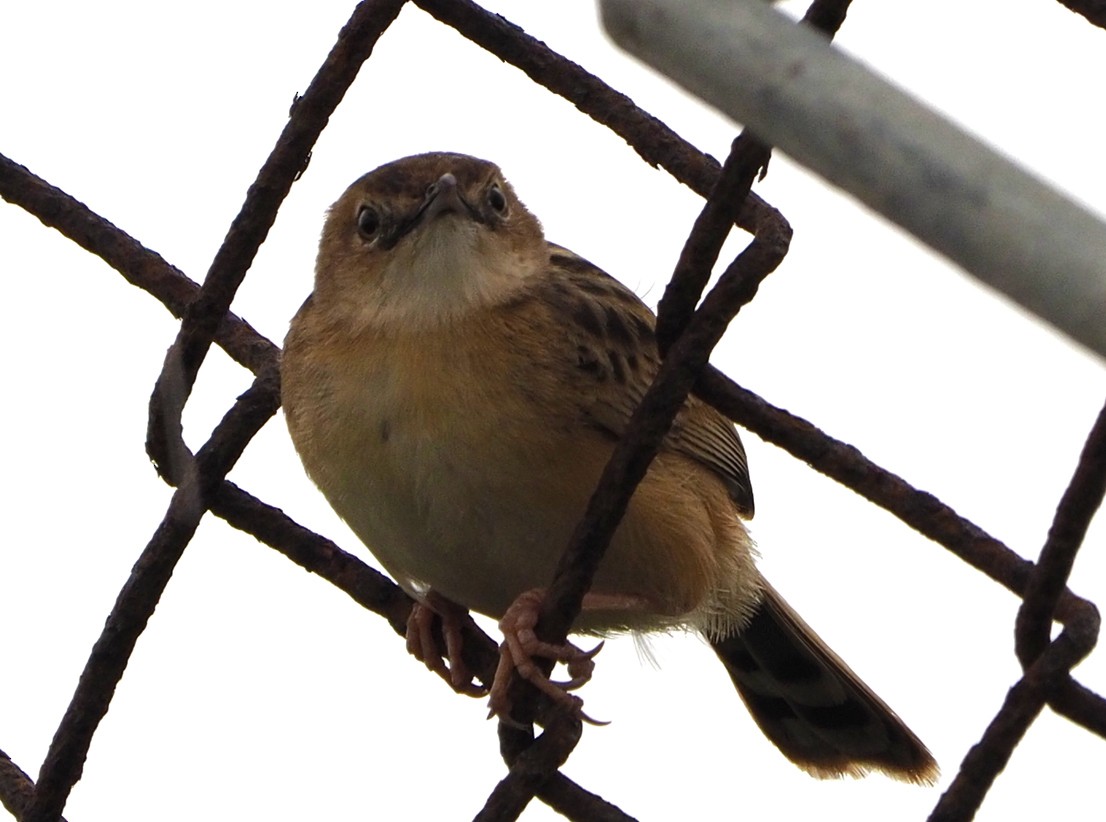 Zitting Cisticola - ML620227097