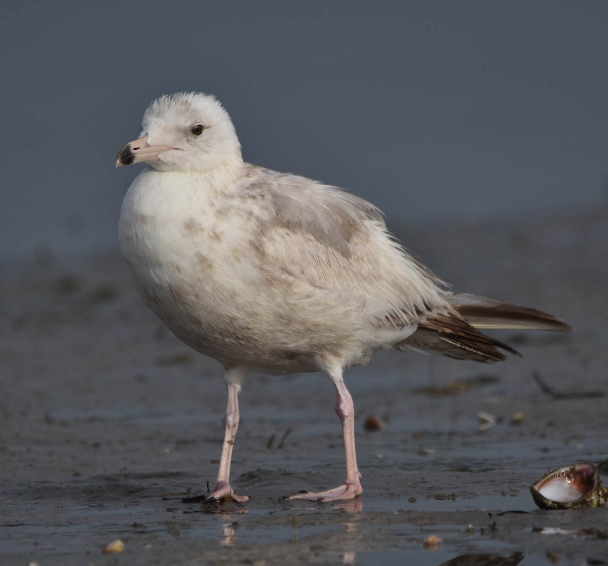 goéland ou mouette sp. - ML620227102