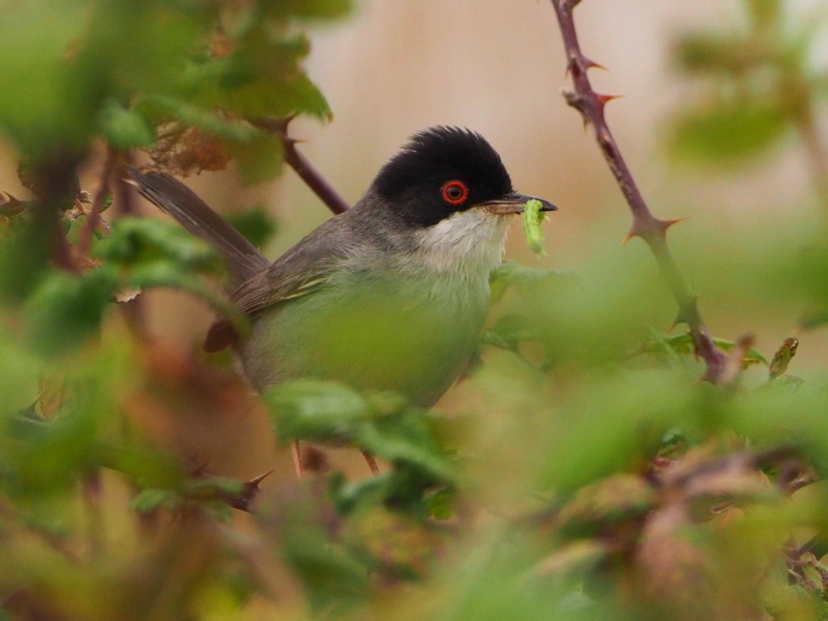 Sardinian Warbler - ML620227109