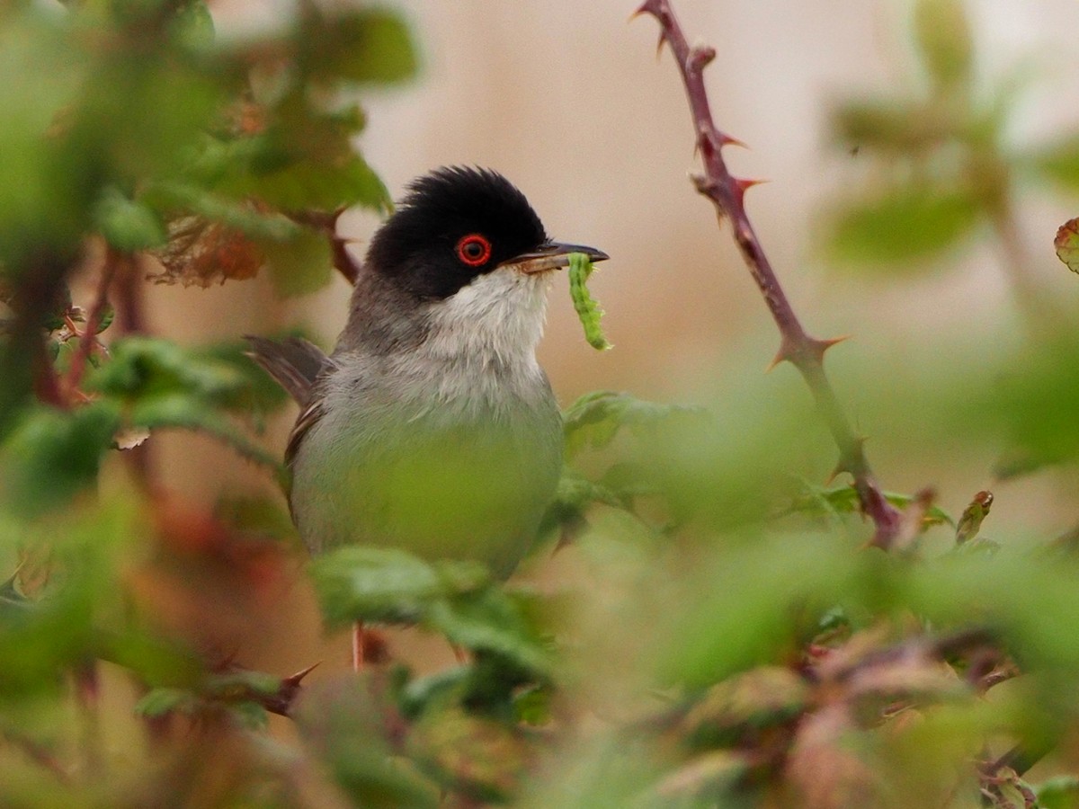 Sardinian Warbler - ML620227111