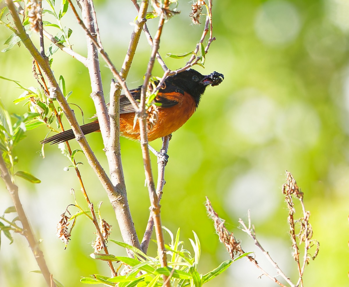 Orchard Oriole - ML620227114