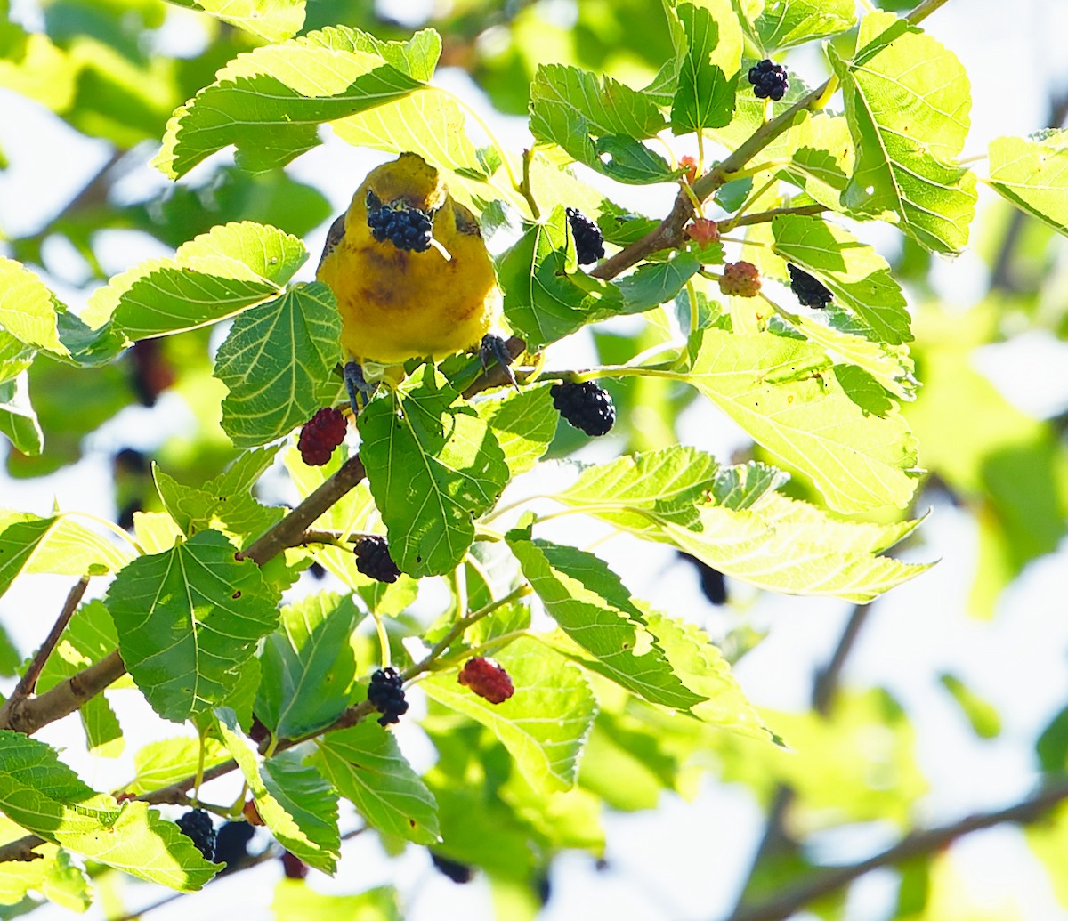 Orchard Oriole - ML620227115