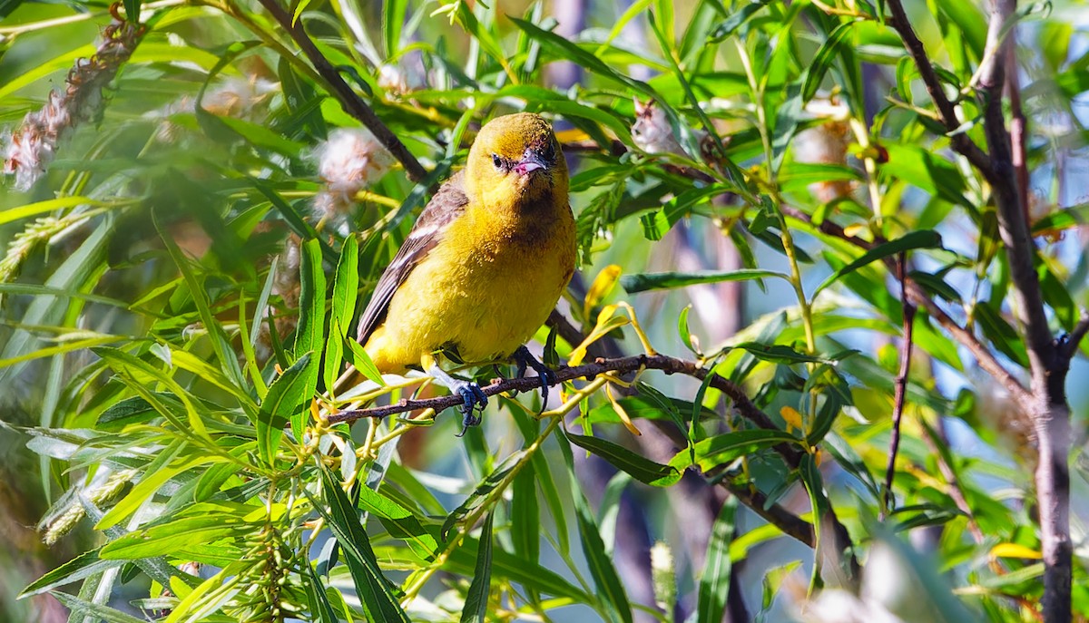 Orchard Oriole - ML620227117