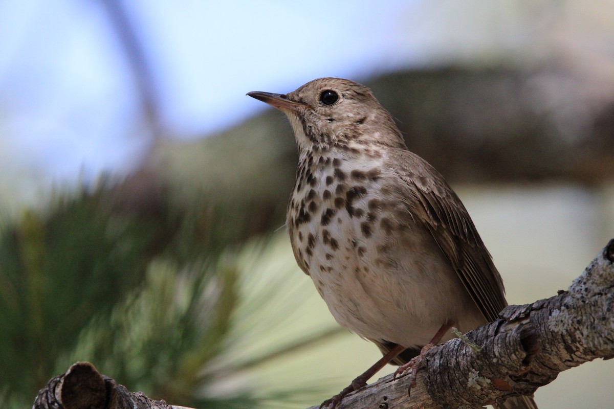 Hermit Thrush - ML620227119