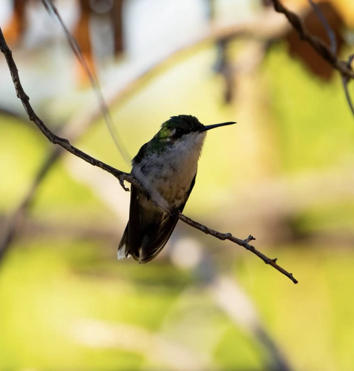 Puerto-Rico-Smaragdkolibri - ML620227120