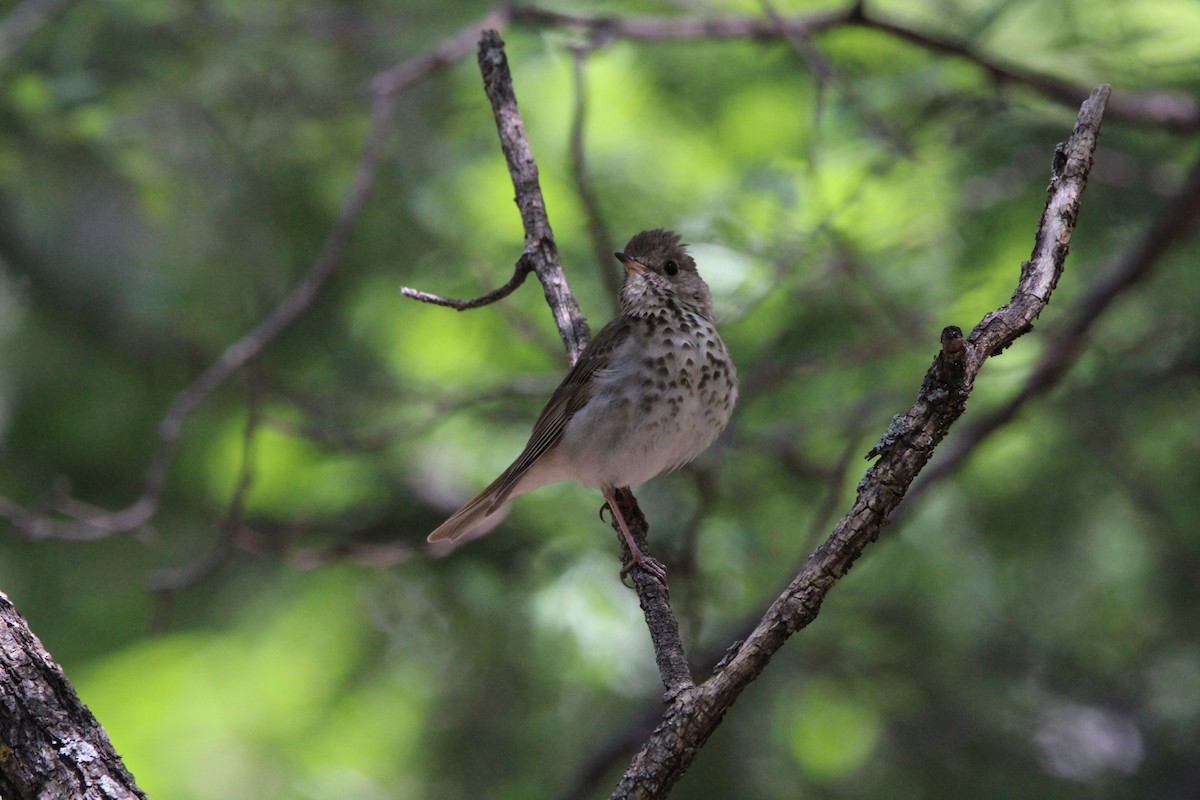 Hermit Thrush - ML620227122