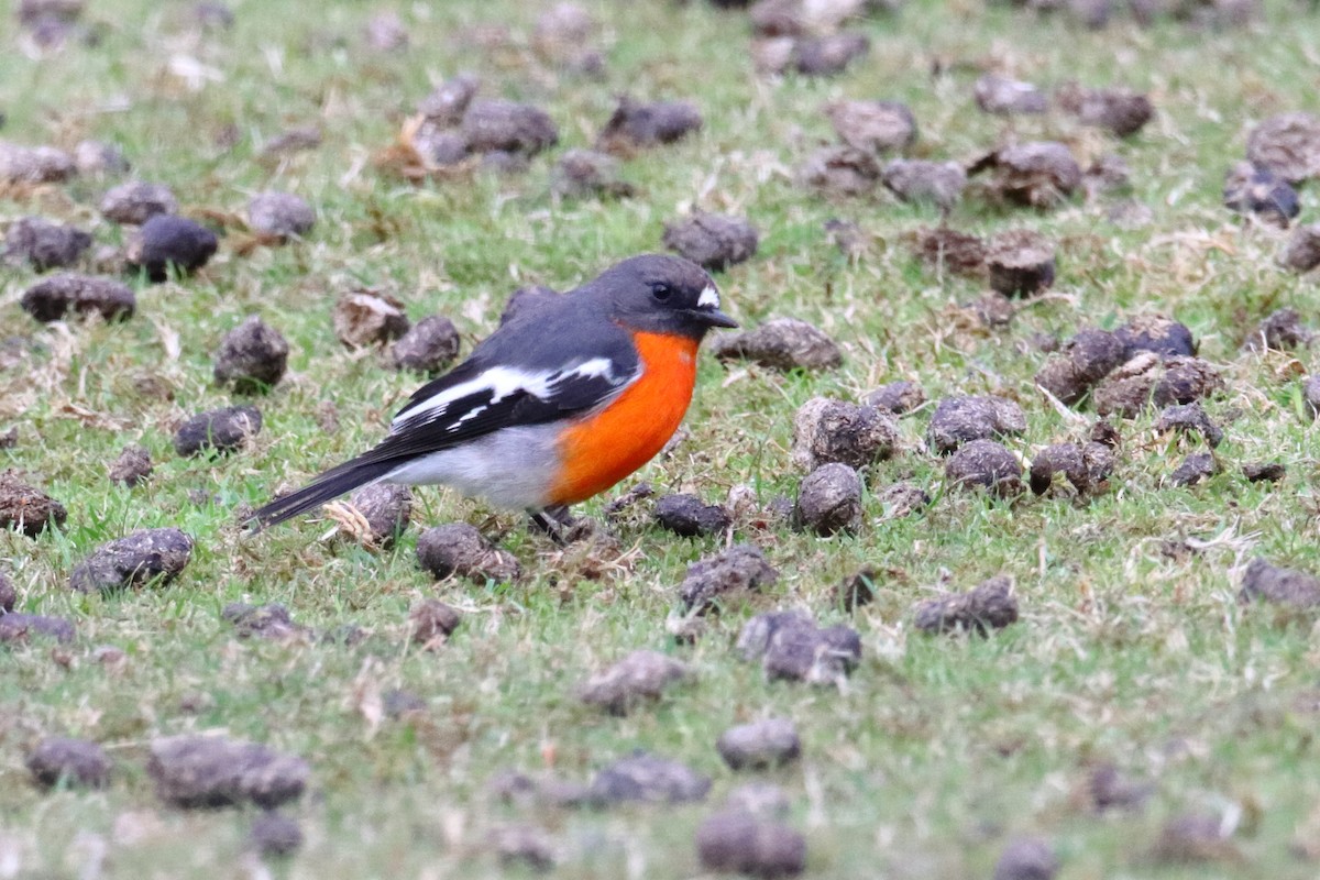 Flame Robin - Michael Taylor