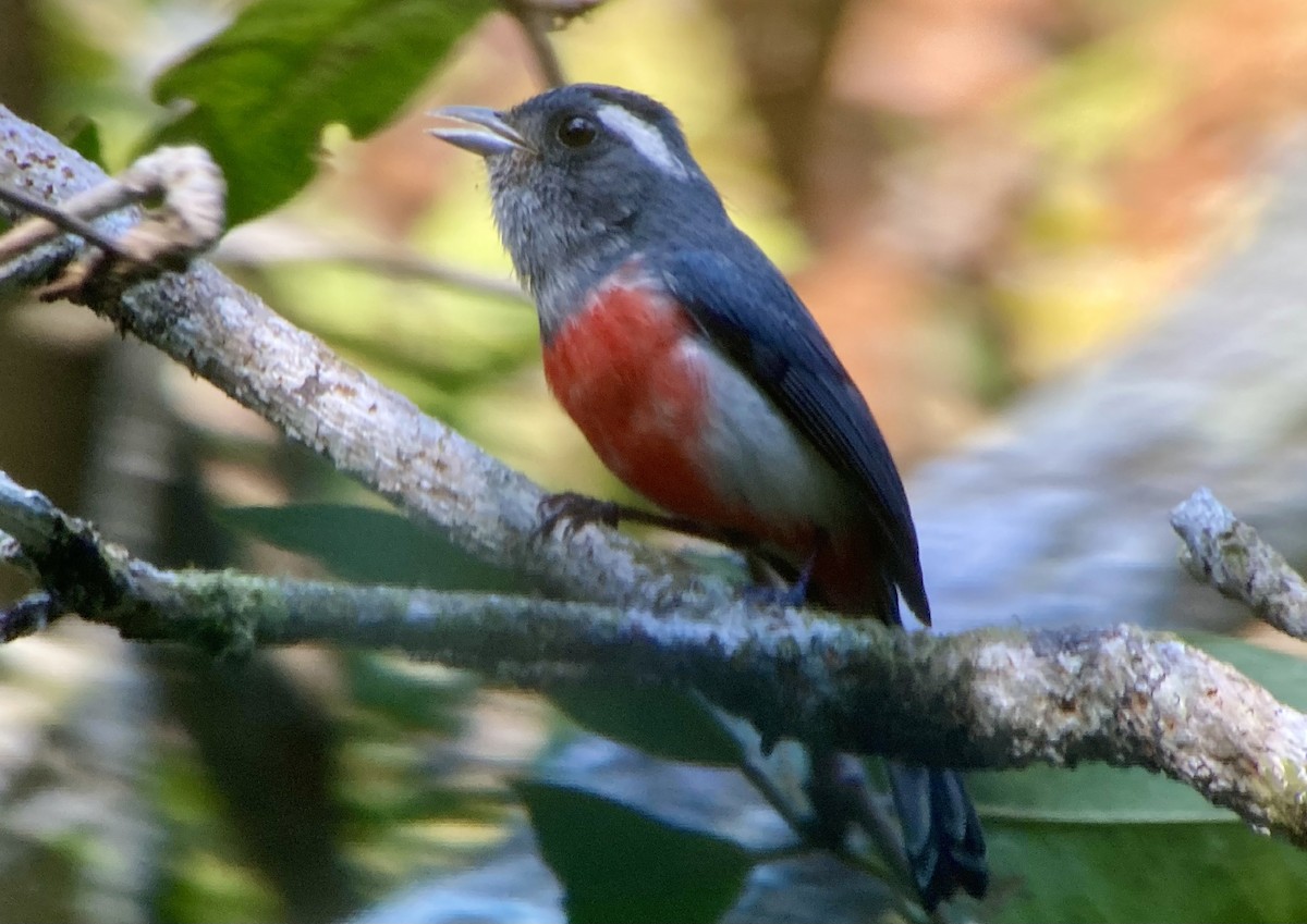 Gray-throated Chat - ML620227128