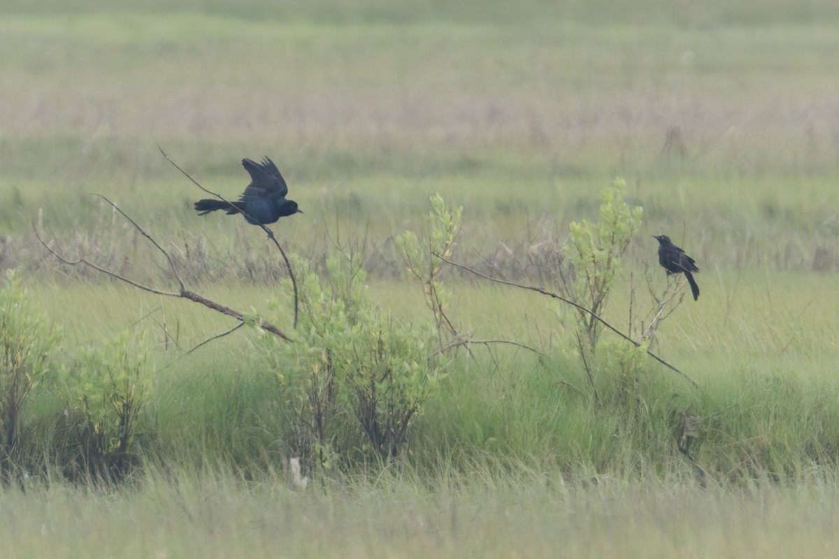 Boat-tailed Grackle - ML620227130