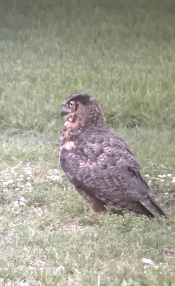 Great Horned Owl - ML620227132
