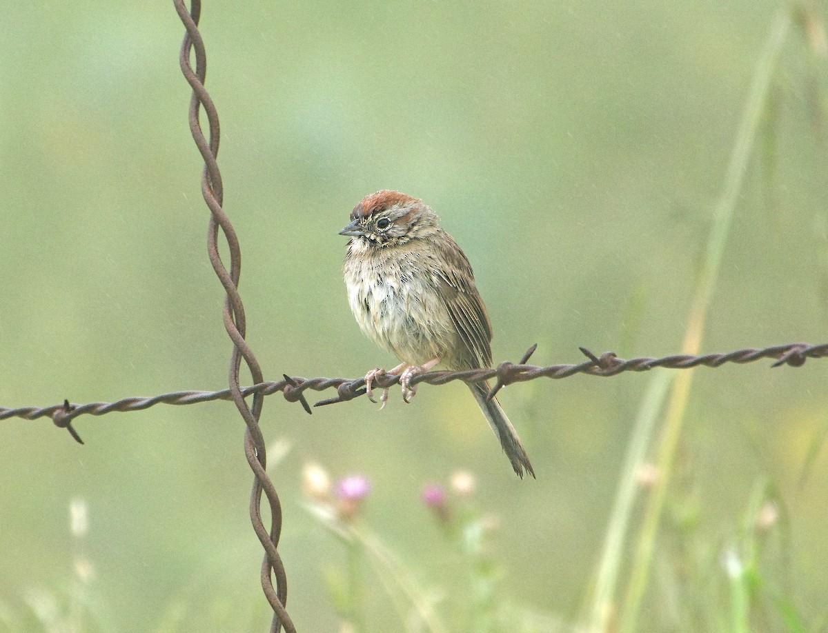 Rufous-crowned Sparrow - ML620227137