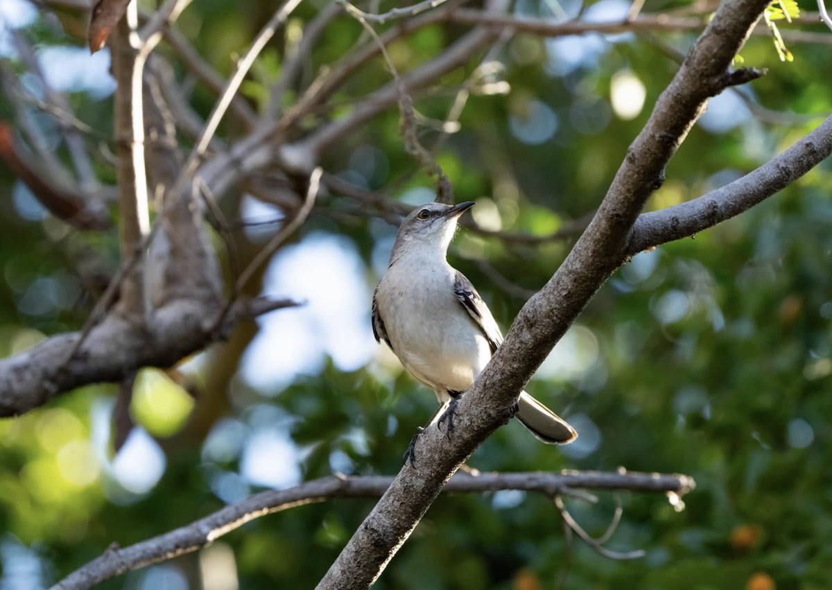 Northern Mockingbird - ML620227145