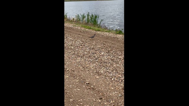 alaskavandresnipe - ML620227153