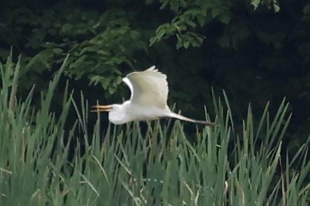 Great Egret - ML620227162