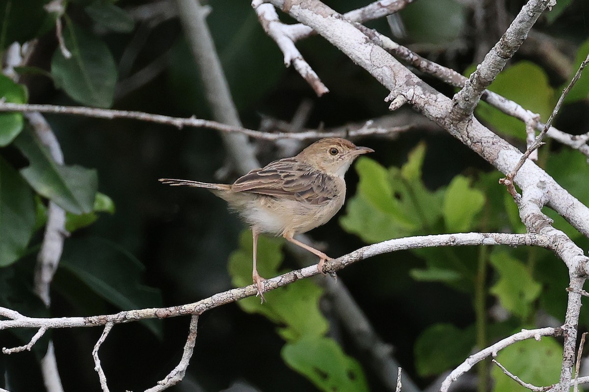 Siffling Cisticola - ML620227164