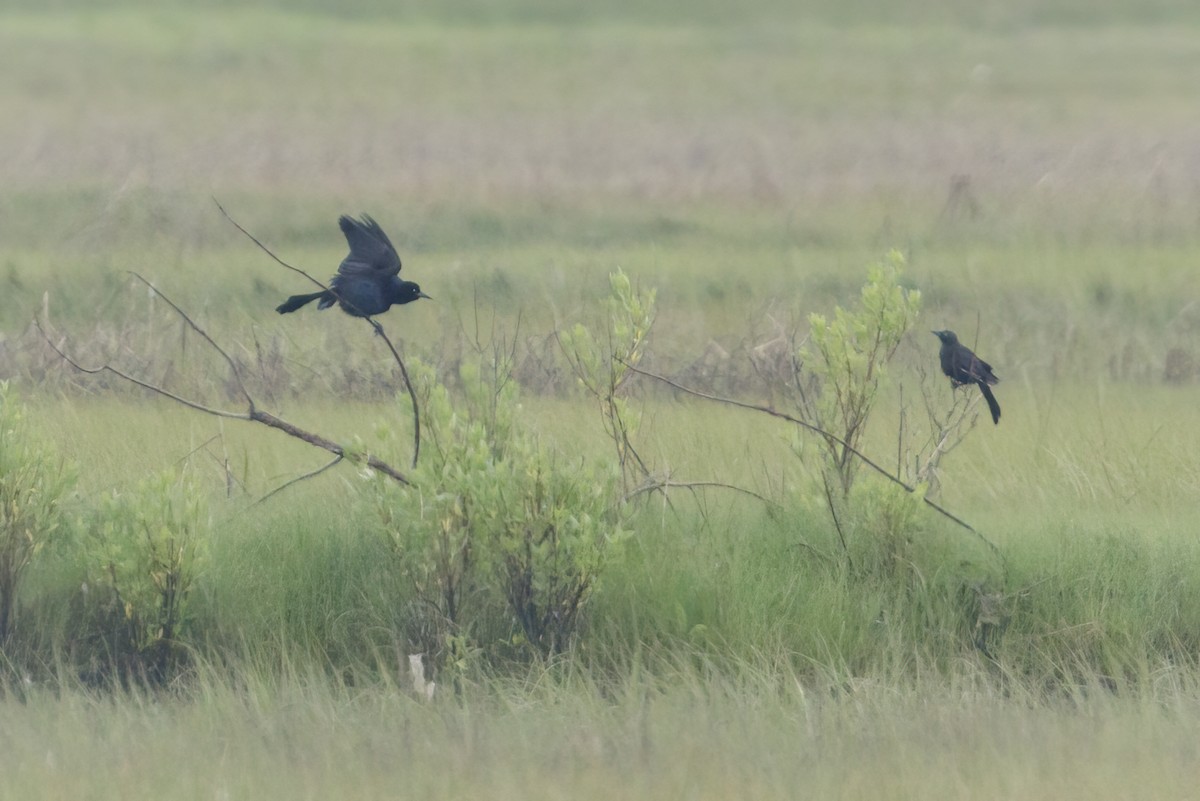 Boat-tailed Grackle - ML620227165