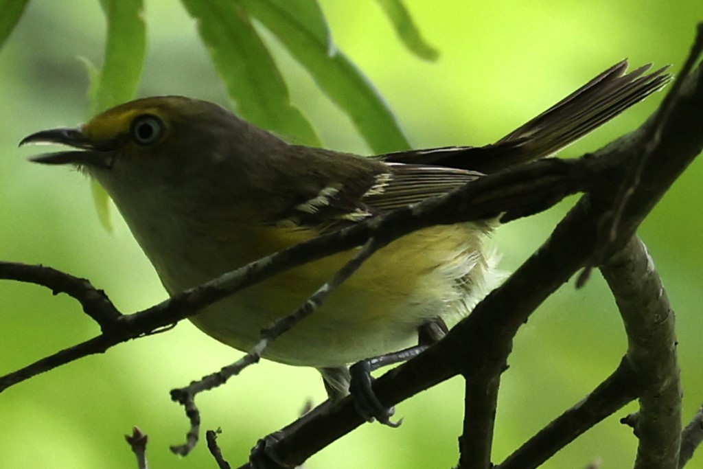 White-eyed Vireo - ML620227166