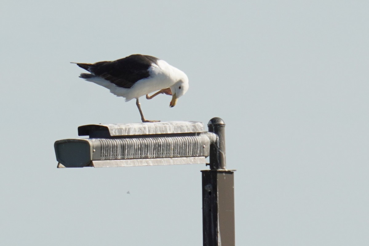 Great Black-backed Gull - ML620227167