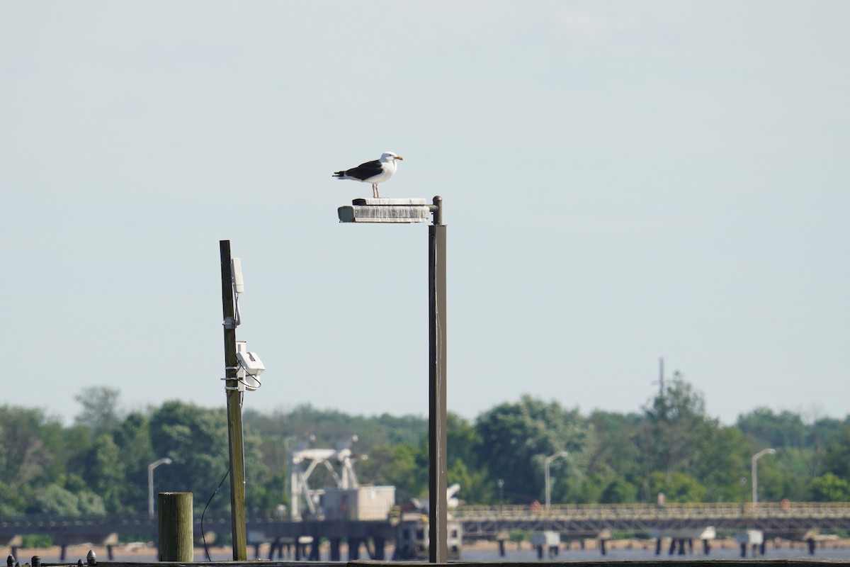 Great Black-backed Gull - ML620227168