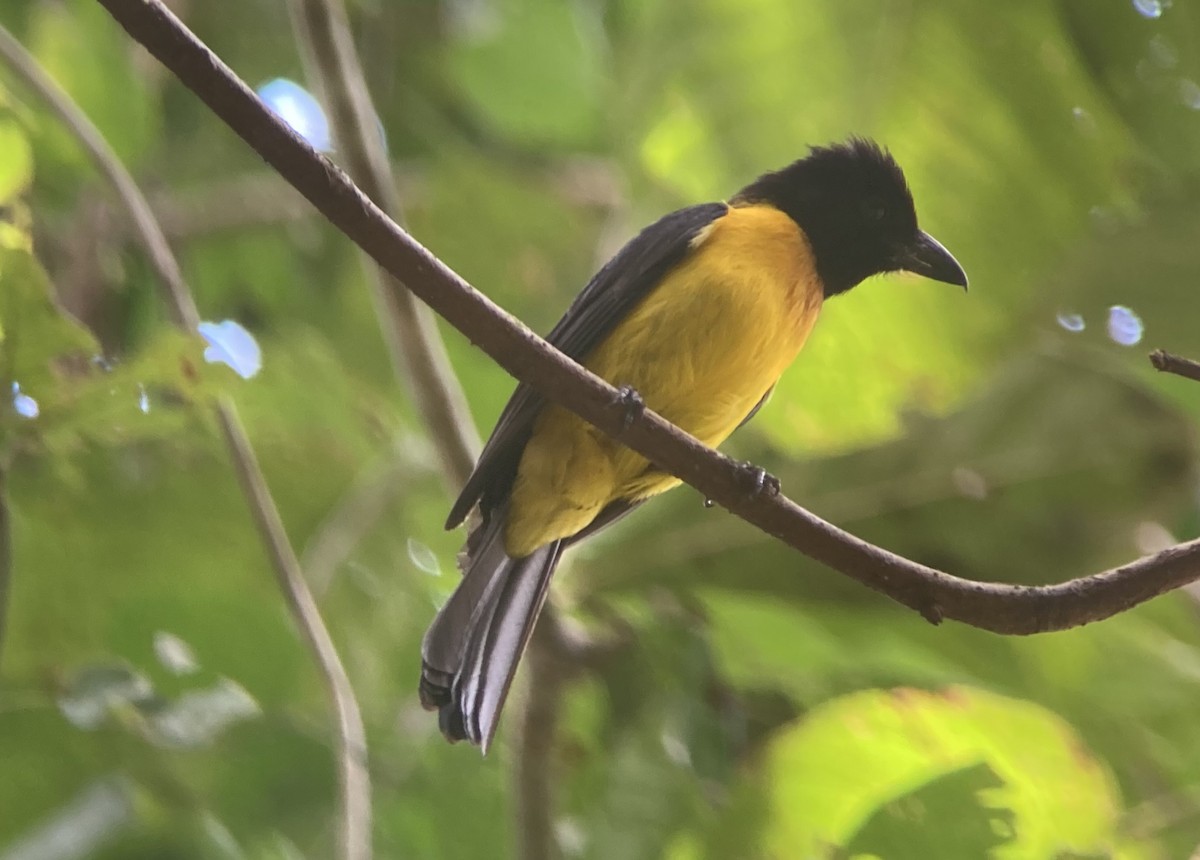 Black-throated Shrike-Tanager - ML620227172