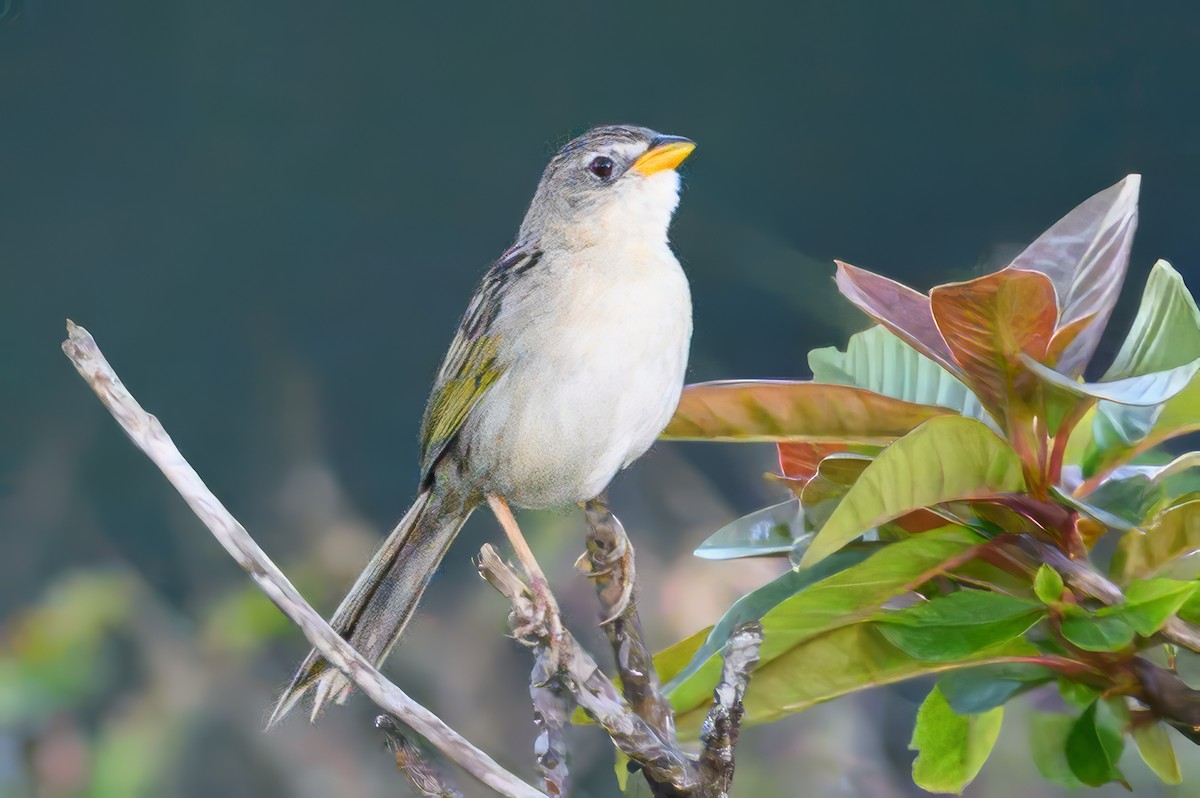 Wedge-tailed Grass-Finch - ML620227174