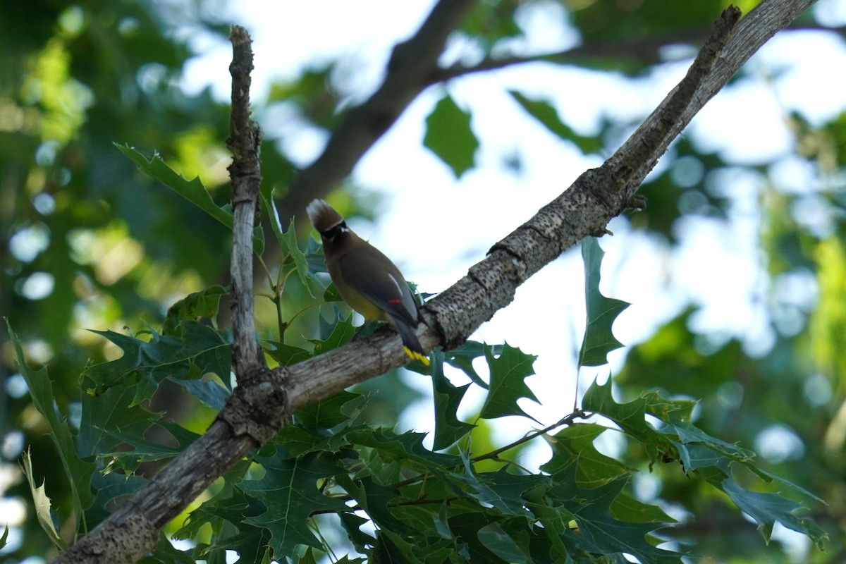 Cedar Waxwing - ML620227175