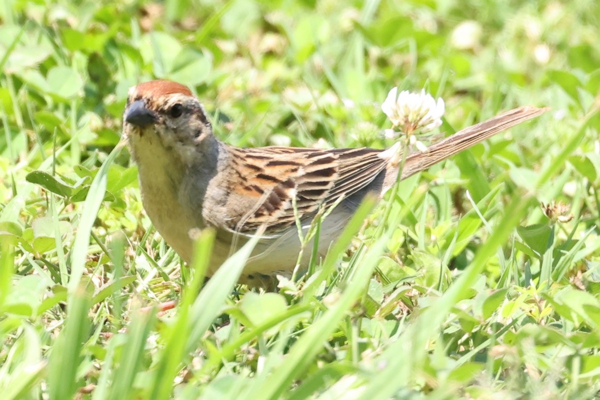 Chipping Sparrow - ML620227178