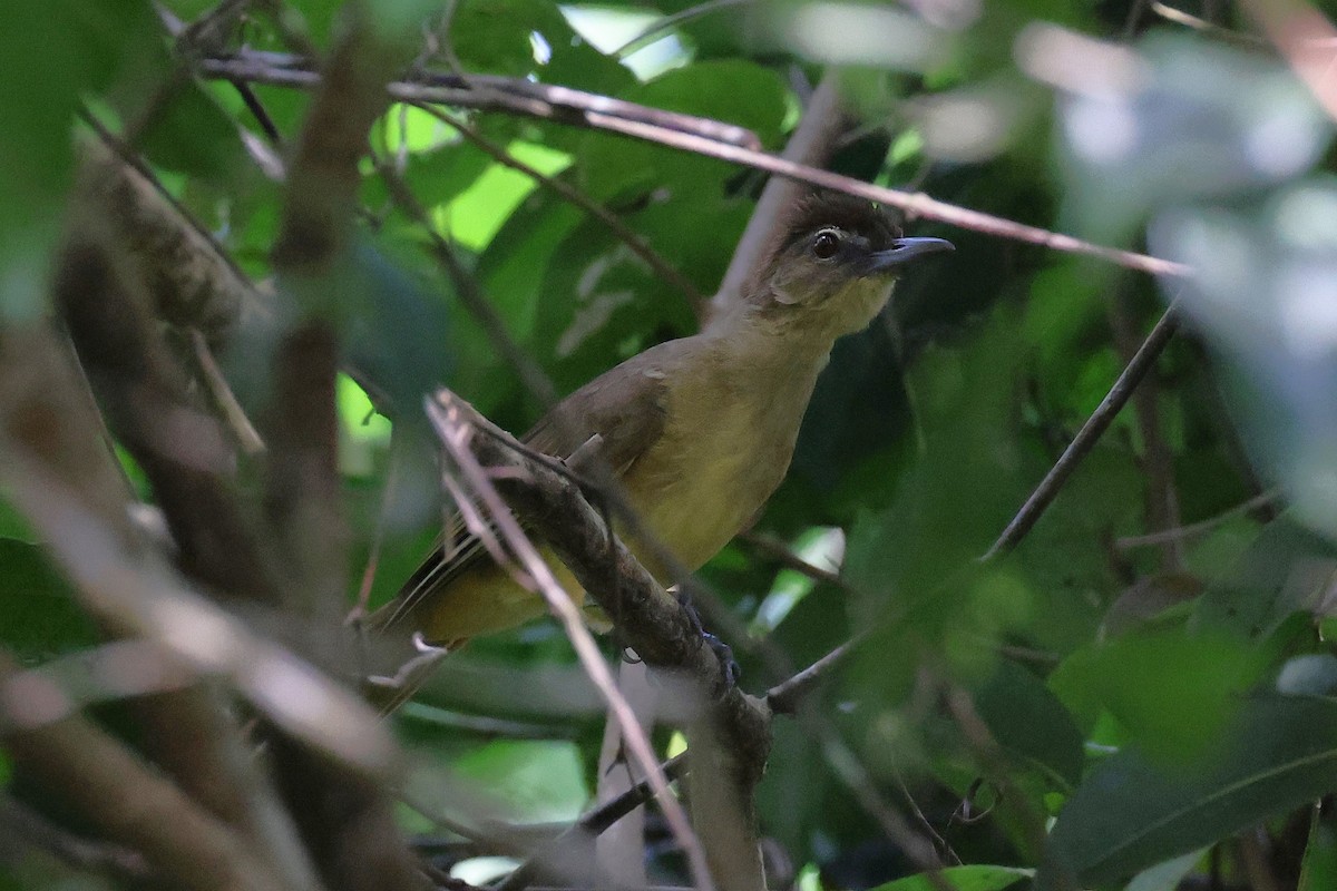 Bulbul Pechiamarillo - ML620227181