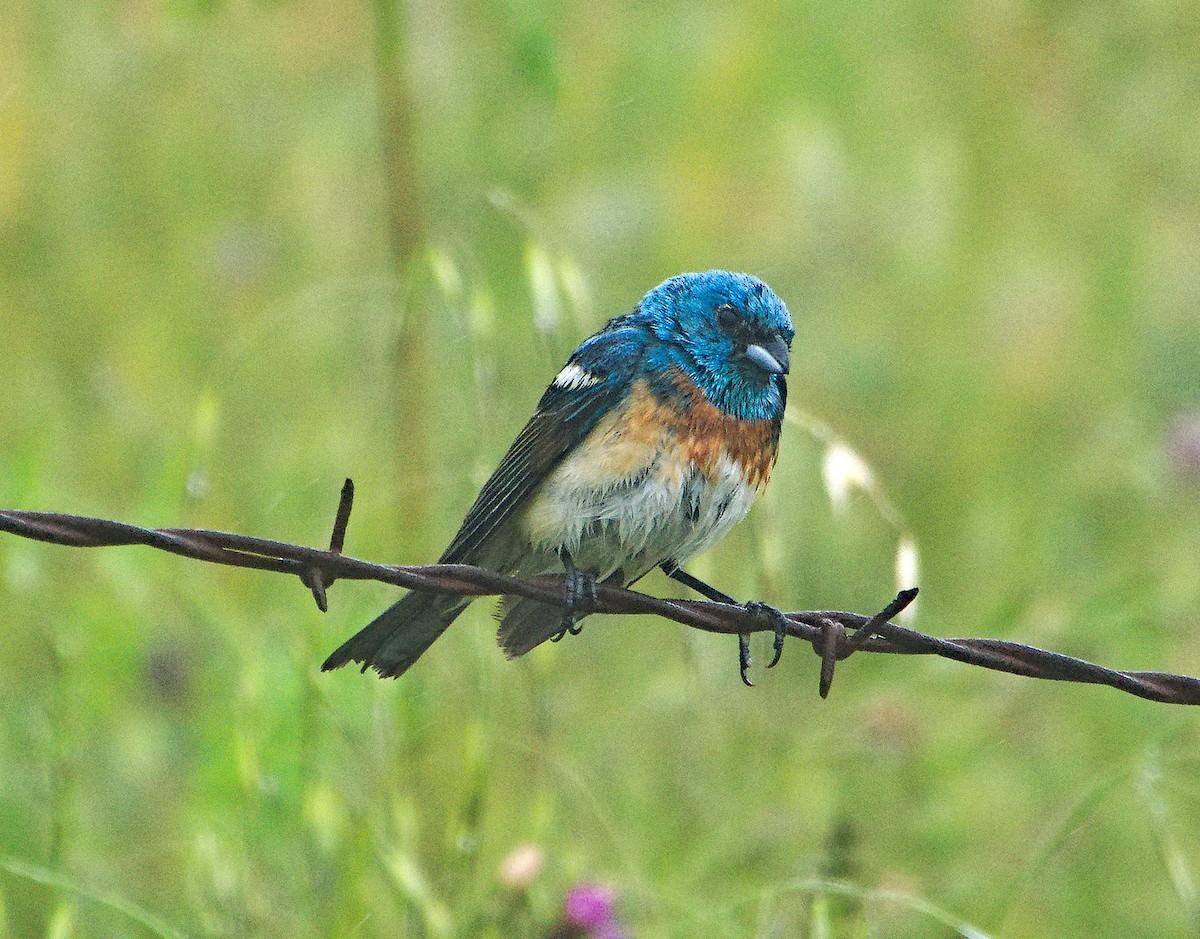 Lazuli Bunting - ML620227186