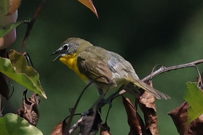 Yellow-breasted Chat - ML620227193