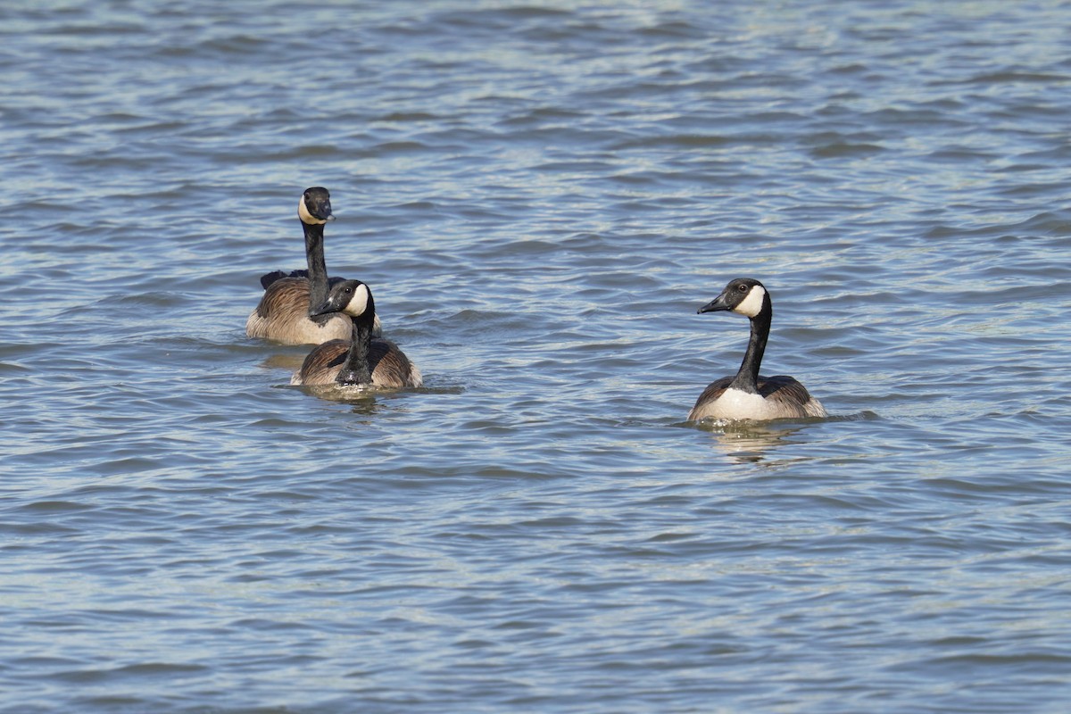 Canada Goose - ML620227195