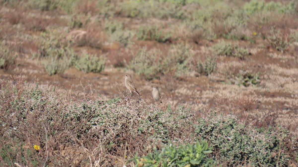 Traquet du Karoo - ML620227196