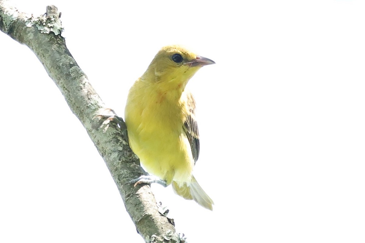 Orchard Oriole - ML620227201