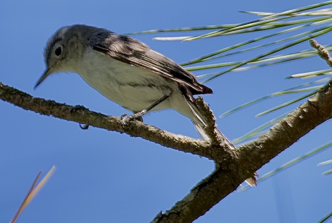 Blue-gray Gnatcatcher - ML620227207