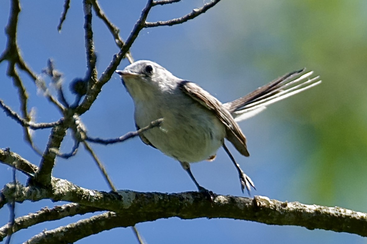 Blue-gray Gnatcatcher - ML620227208