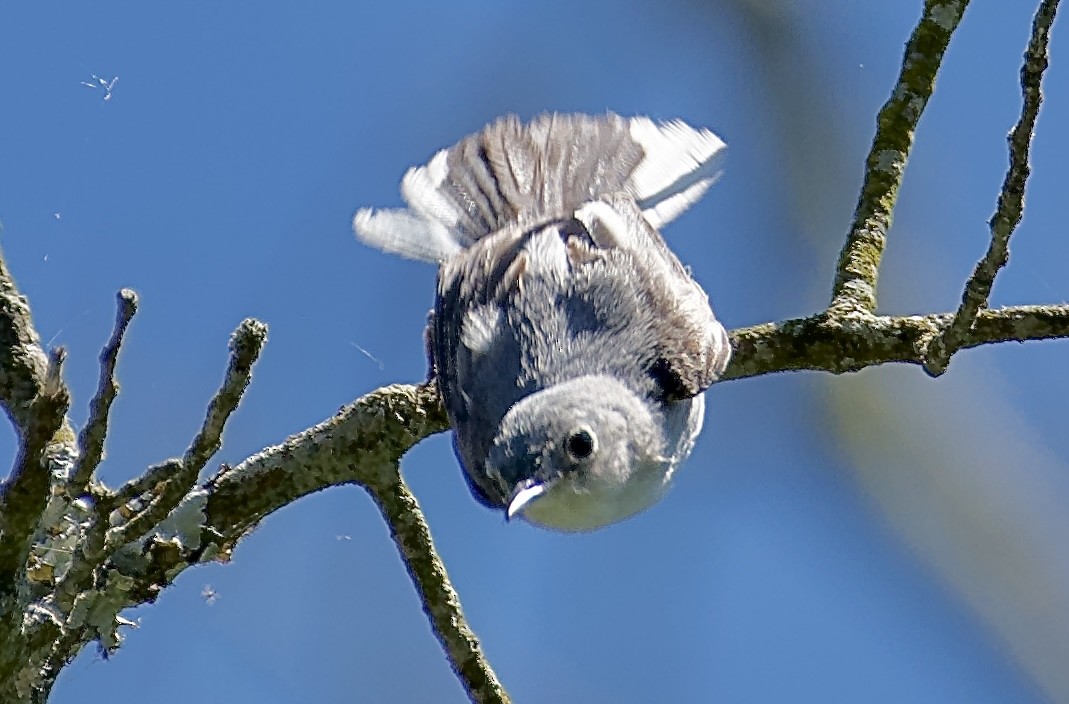 Blue-gray Gnatcatcher - ML620227209