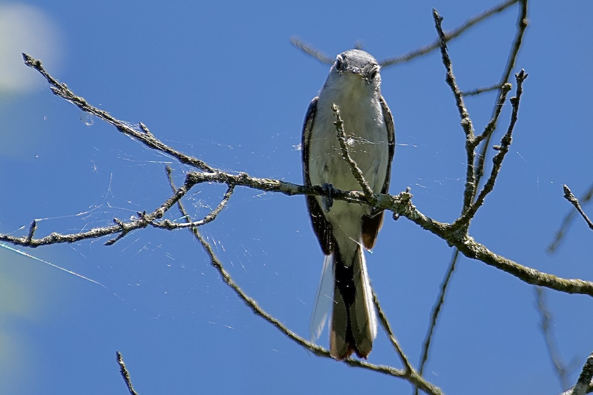 Blue-gray Gnatcatcher - ML620227210