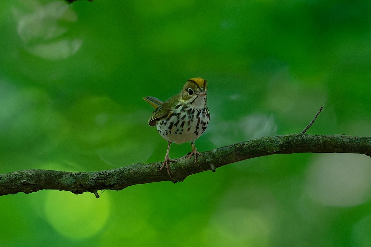 Ovenbird - ML620227212