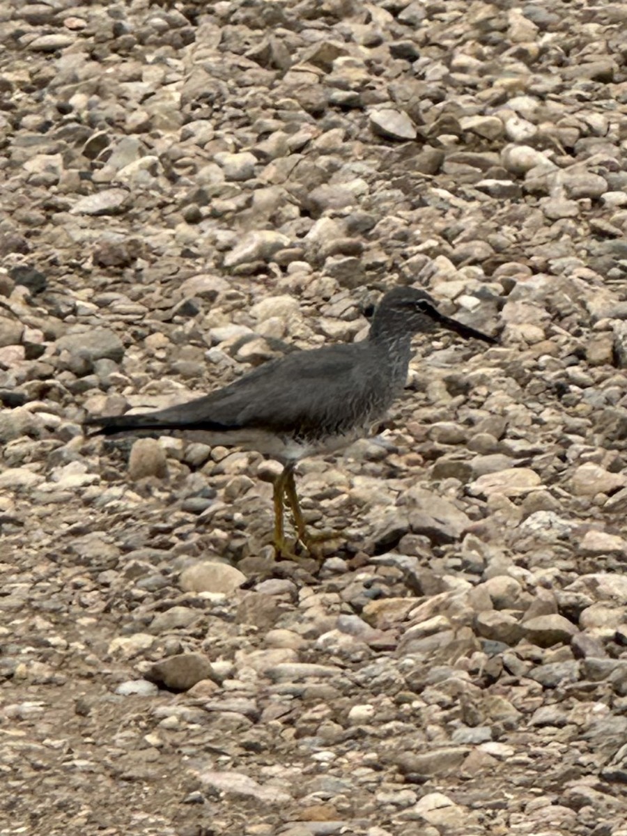 Wandering Tattler - ML620227214