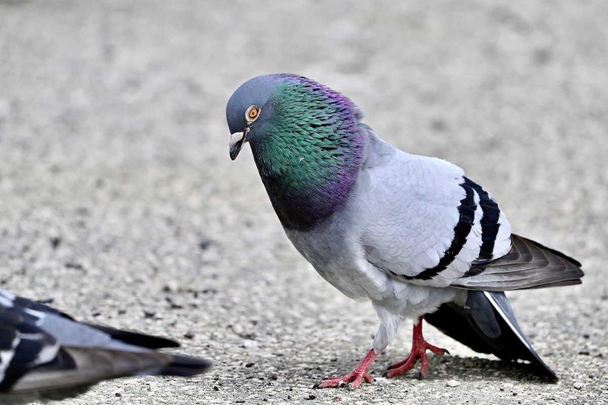 Rock Pigeon (Feral Pigeon) - ML620227217